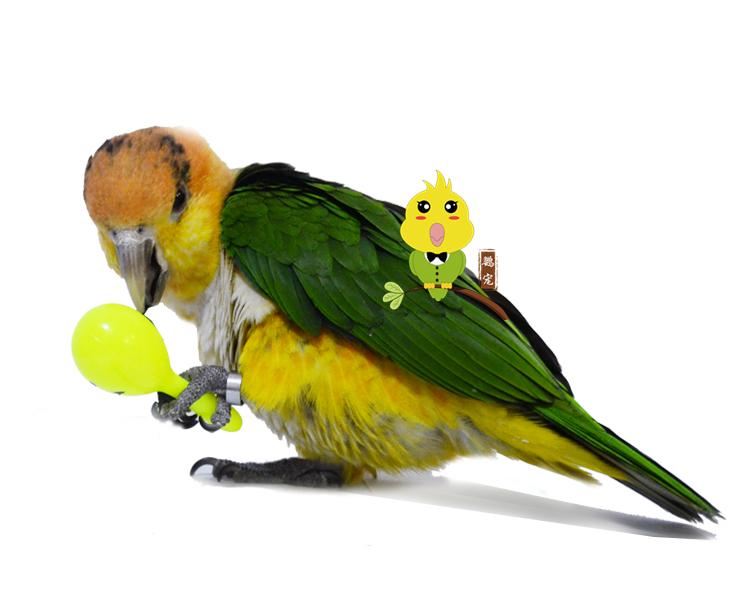 3-delig papegaaienspeelgoed met geluid