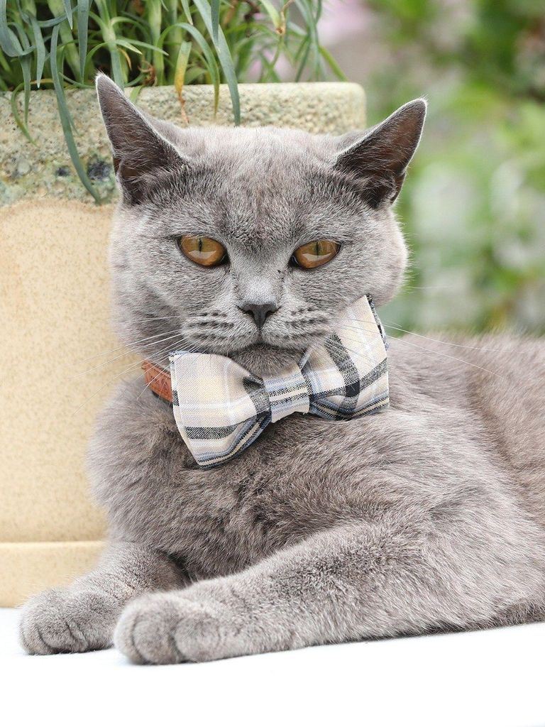 de witte geruite mode-huisdierenset van halsband en riem