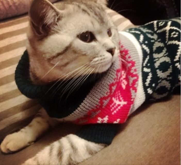 gebreide trui voor huisdieren