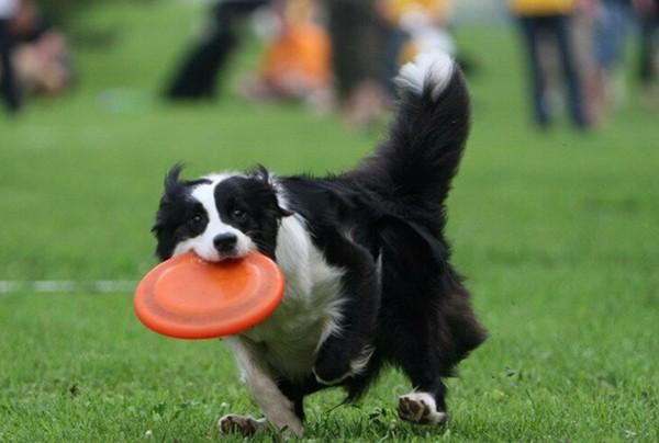 hond frisbee vliegende schijf tandbestendig