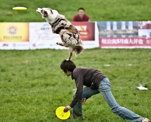 hond frisbee vliegende schijf tandbestendig