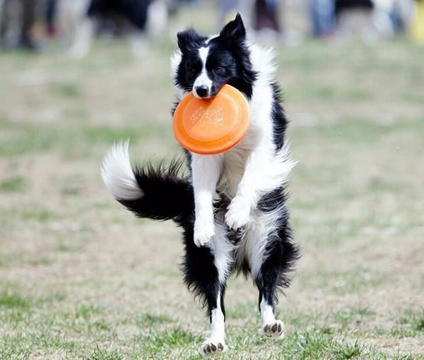 hond frisbee vliegende schijf tandbestendig