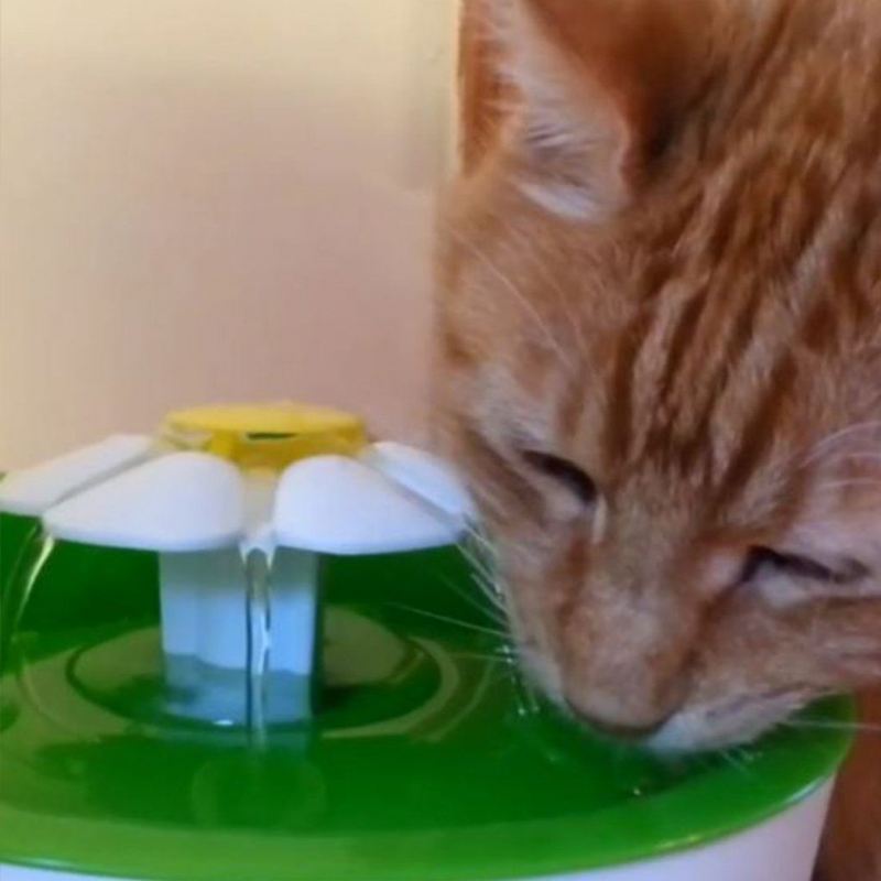 houd uw katten de hele tijd gehydrateerd!
