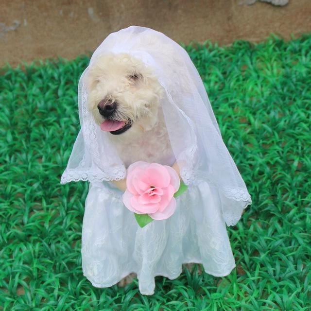 huisdier bruiloft outfit