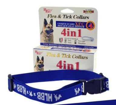  grote hond + blauw