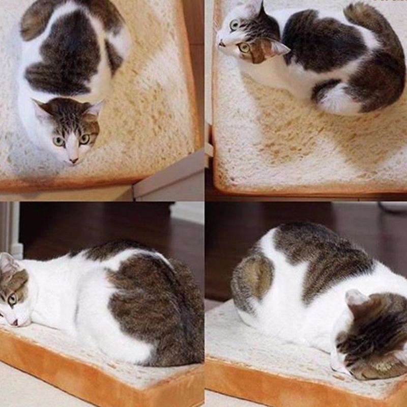 introductie van de toastbrood kattenmand