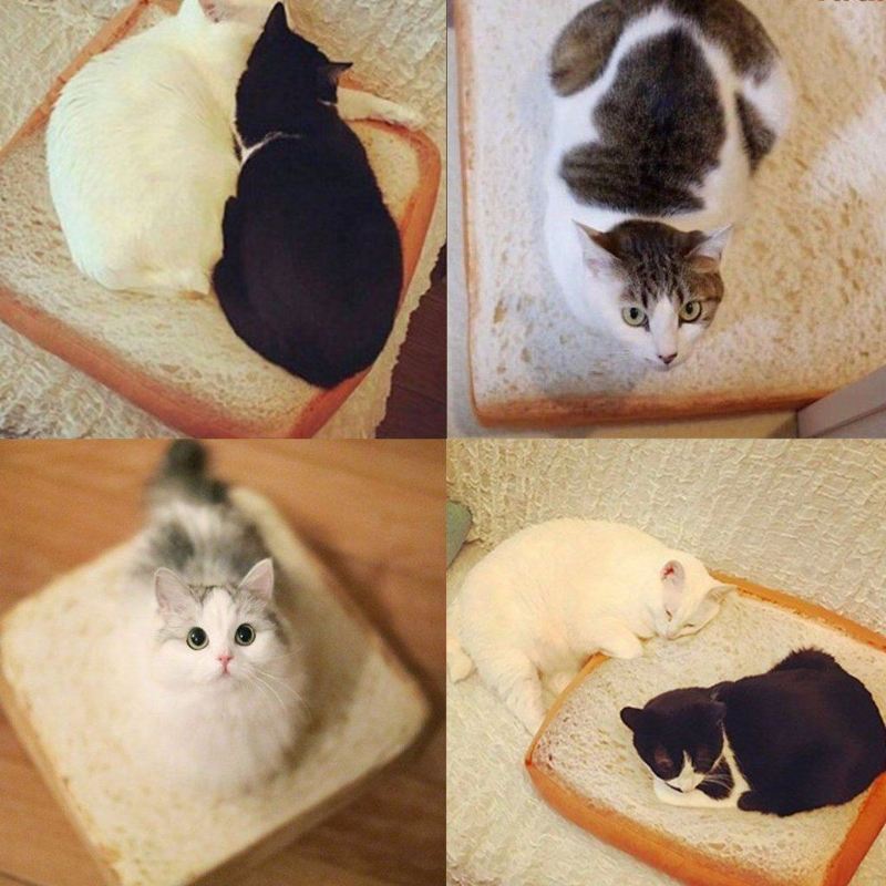introductie van de toastbrood kattenmand