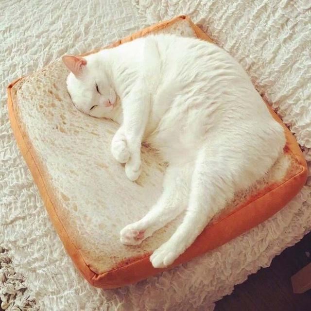 introductie van de toastbrood kattenmand