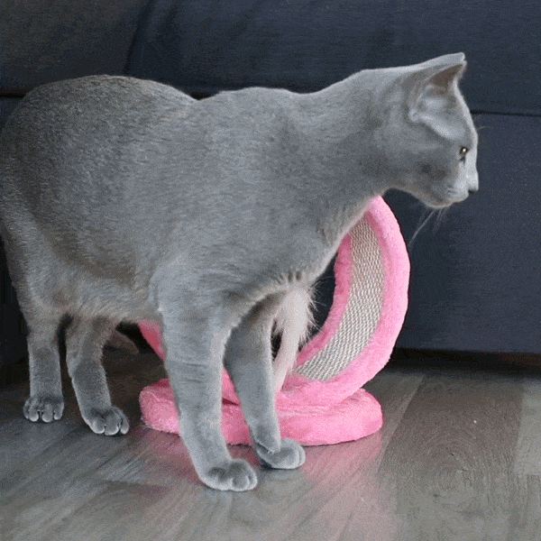 introductie van het ronde kattenspeeltje