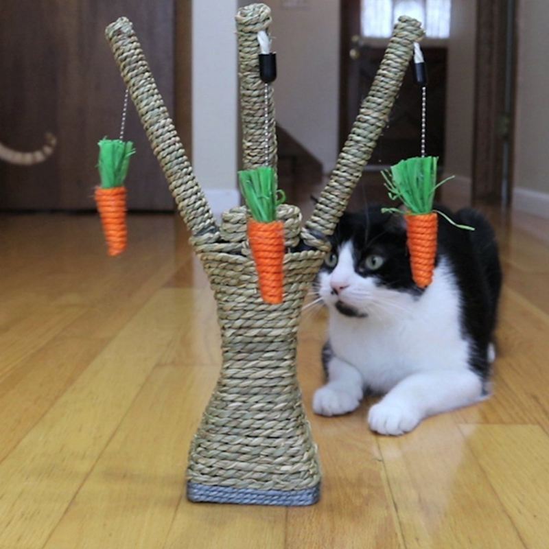 kat krabpaal met wortelen tanden poetsen kauw radijs