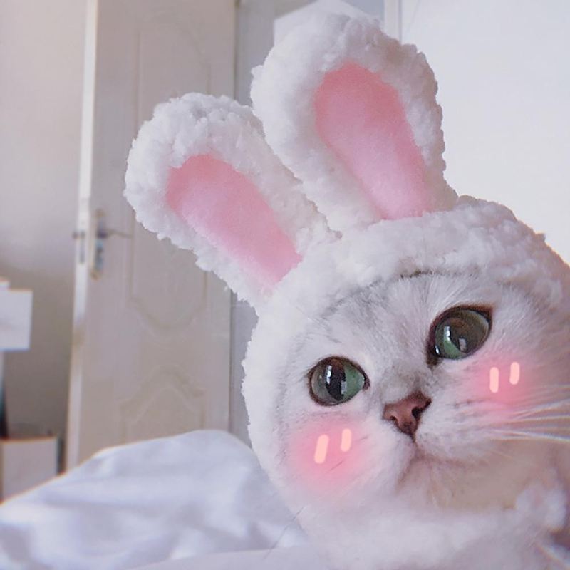 konijnenoren huisdier hoofddeksel kostuum