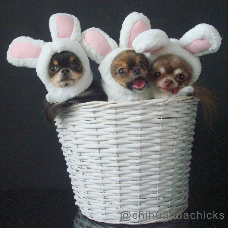 konijnenoren huisdier hoofddeksel kostuum