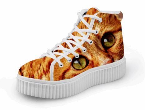  orange cat