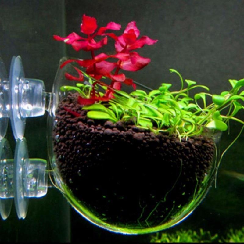 mini aquarium van kristalglas