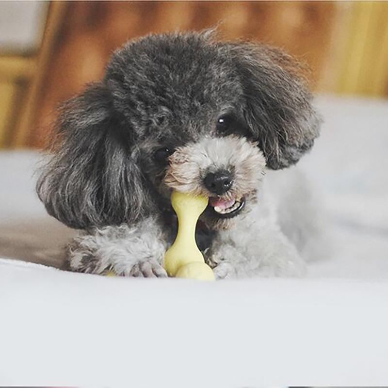 roly-poly kauwbeet voor honden