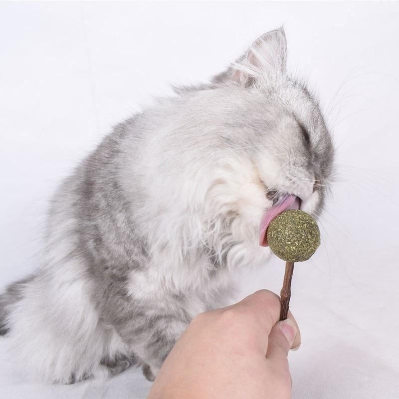 schattig vormgegeven kattenkruid lolly