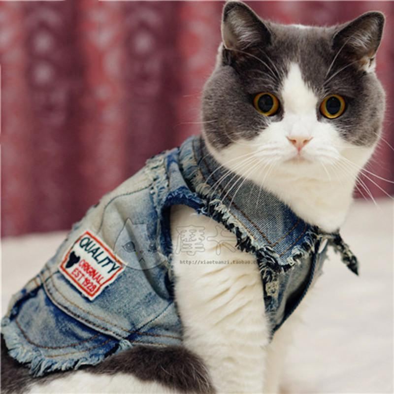 schattige warmere vierbenige kat denim kleding