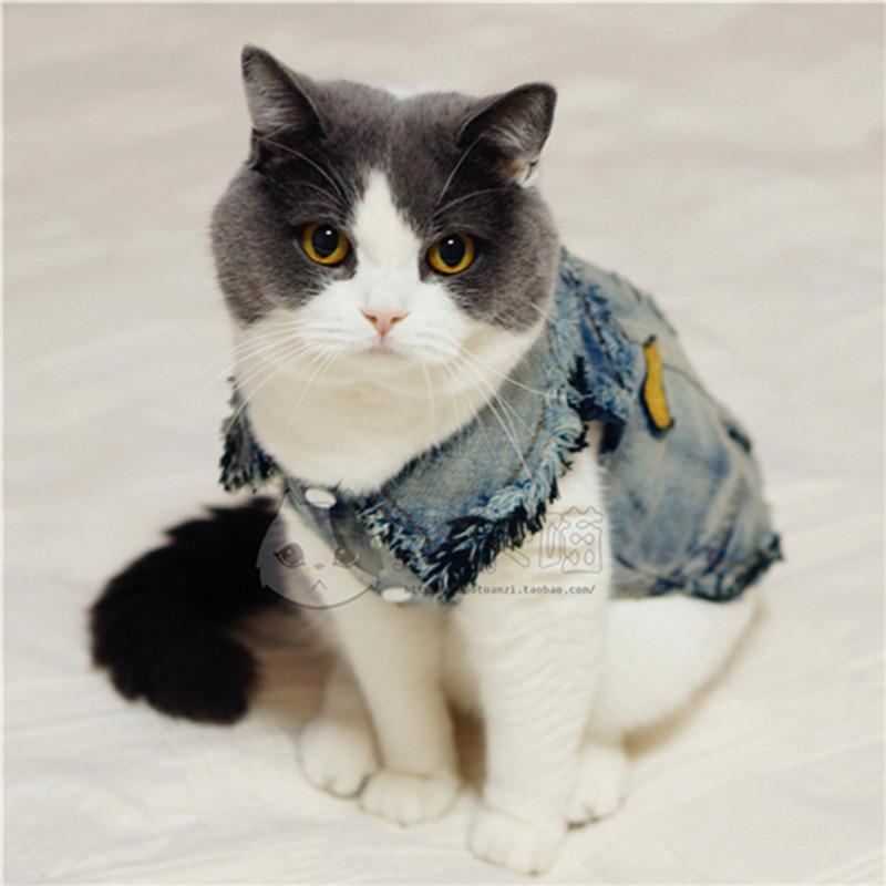 schattige warmere vierbenige kat denim kleding