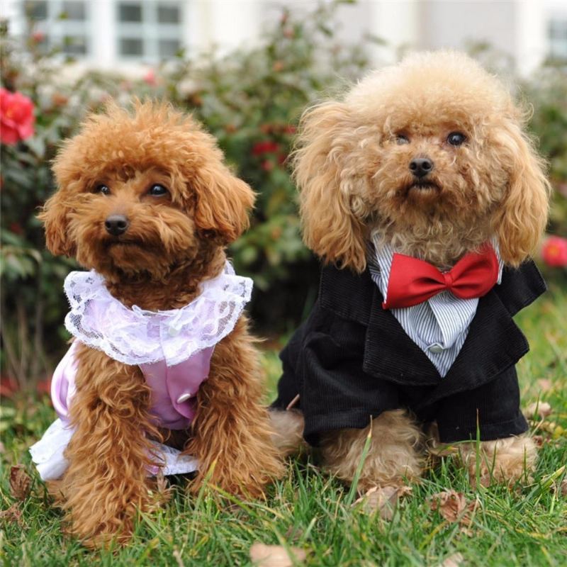 stijlvolle bruiloft smoking pak voor honden