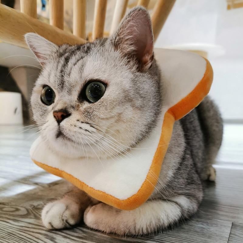 toast kattenhalsband