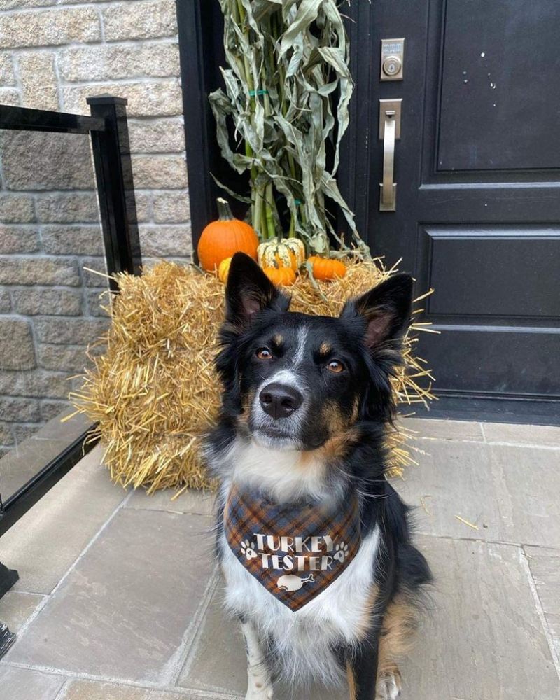 turkije proever thanksgiving bandana