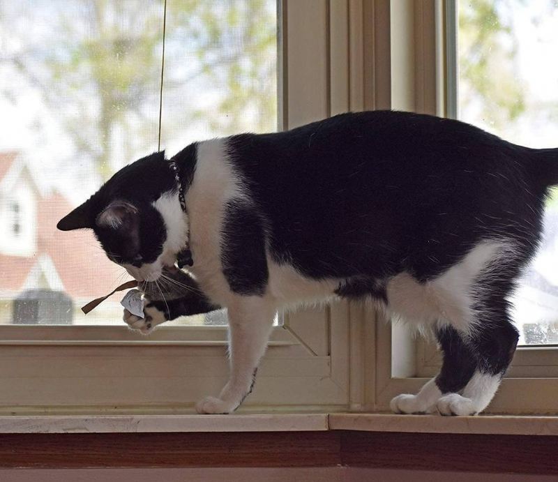 vliegende piepende muis kattenspeeltje