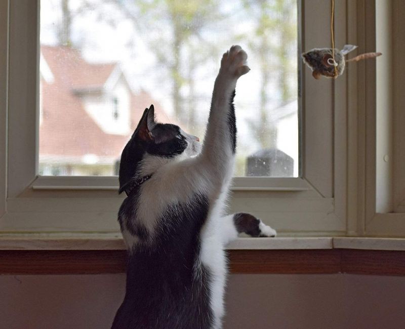 vliegende piepende muis kattenspeeltje