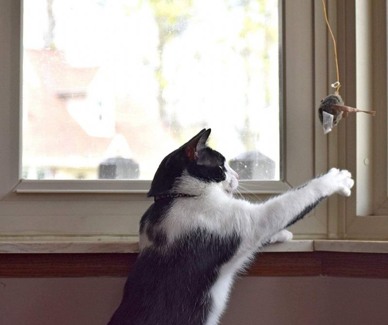 vliegende piepende muis kattenspeeltje