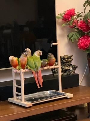 vogel zitstokken papegaaienspeeltuin met voederbak
